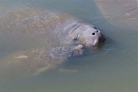 manatees in cocoa beach fl.